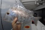 Closeup of porgy on Gulf partyboat Closeup of porgy on Gulf partyboat
