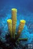 Soft sponge, Belize Soft sponge, Belize