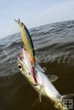 Ladyfish and Rapala plug Ladyfish and Rapala plug