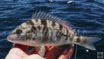 Pigfish Pigfish