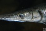 Needlenose gar closeup Needlenose gar closeup