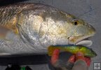 Bull redfish with soft plastic jig Bull redfish with soft plastic jig