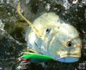 Crevalle jack Crevalle jack