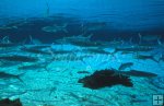 Schooling ladyfish Schooling ladyfish