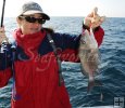 Lady angler, gray grunt Lady angler, gray grunt