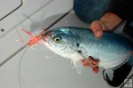 Blue runner bait Blue runner bait