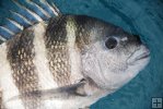 Sheepshead closeup Sheepshead closeup
