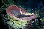Giant sponge Giant sponge