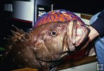 Snowy grouper Snowy grouper