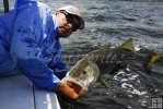 Big snook, Capt. Mark Cowart Big snook, Capt. Mark Cowart