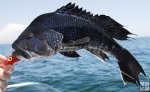 Tired sea bass Tired sea bass