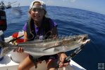 Shrimpboat cobia Shrimpboat cobia