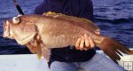 Yellowedge grouper Yellowedge grouper