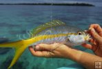 Yellowtail snapper Yellowtail snapper
