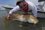 Heavy redfish, tired angler Heavy redfish, tired angler