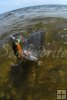 Redfish on Rapala-2 Redfish on Rapala-2