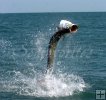 Tarpon Jumping Tarpon Jumping