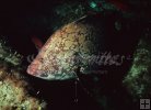Marbled grouper Marbled grouper