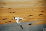 Royal tern with many friends Royal tern with many friends