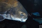Black drum underwater-2 Black drum underwater-2