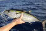 Blackfin tuna Blackfin tuna