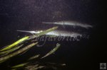 Two gar underwater Two gar underwater