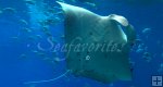Manta Ray Manta Ray
