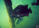 Tripletail underwater oil rig Tripletail underwater oil rig