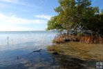 Mangrove tree and seedlings Mangrove tree and seedlings