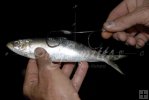 Spanish sardine Spanish sardine