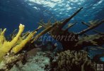 Coral underwater Coral underwater