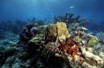 Belize coral Belize coral