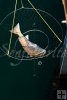 Pier bull redfish Pier bull redfish